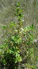 Escallonia paniculata