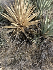 Delphinium parishii subglobosum