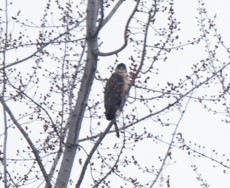 Accipiter cooperii