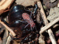 Leptocoris tagalicus