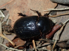 Adoryphorus coulonii