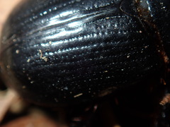 Adoryphorus coulonii