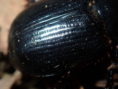 Adoryphorus coulonii