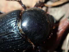 Adoryphorus coulonii