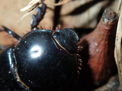 Adoryphorus coulonii