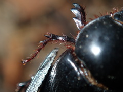 Adoryphorus coulonii