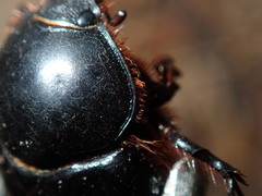 Adoryphorus coulonii