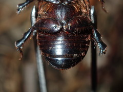 Adoryphorus coulonii