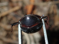 Adoryphorus coulonii