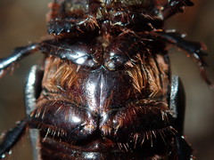 Adoryphorus coulonii