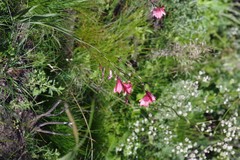 Tritonia disticha