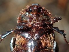 Adoryphorus coulonii