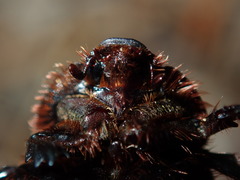 Adoryphorus coulonii