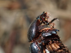 Adoryphorus coulonii