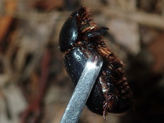 Adoryphorus coulonii