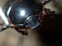 Adoryphorus coulonii