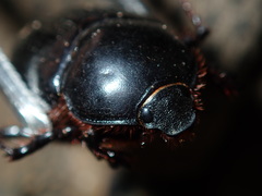 Adoryphorus coulonii