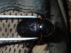 Adoryphorus coulonii