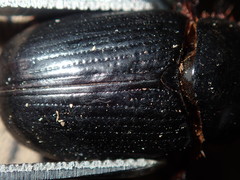 Adoryphorus coulonii