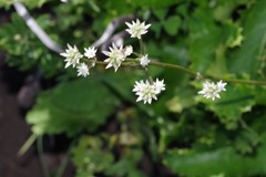 Alepidea