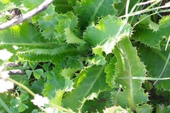 Alepidea