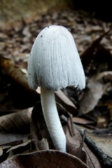 Coprinopsis alopecia