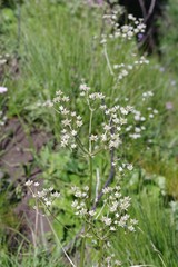 Alepidea