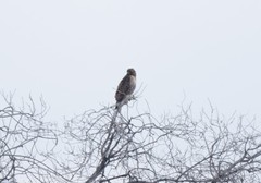Buteo jamaicensis