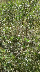 Baccharis bogotensis