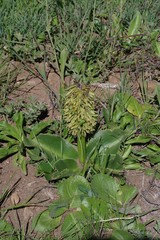 Eucomis autumnalis