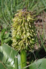 Eucomis autumnalis
