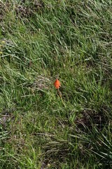 Kniphofia triangularis