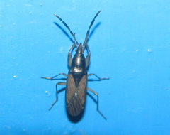 Proderus typus