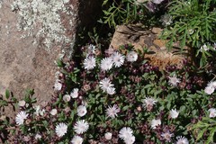 Delosperma katbergense