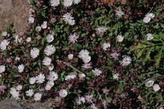 Delosperma katbergense
