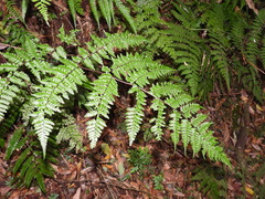 Cornopteris banajaoensis