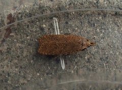 Dichomeris ventrellus