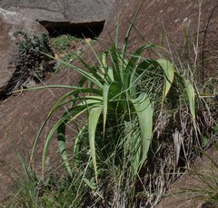Kniphofia northiae