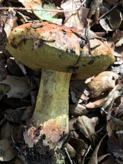 Butyriboletus querciregius