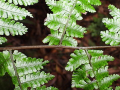 Cornopteris banajaoensis