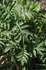 Melianthus dregeanus dregeanus
