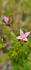 Boronia algida