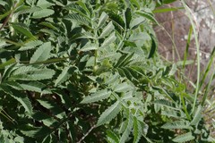 Melianthus dregeanus dregeanus