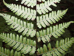 Cornopteris banajaoensis
