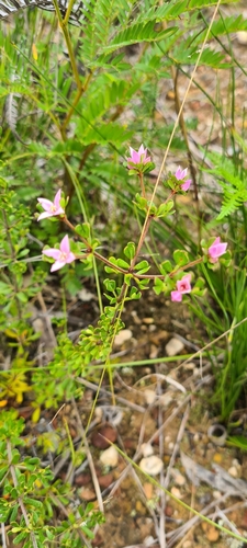 Image of Boronia algida by no rights reserved
