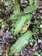 Cremastra appendiculata