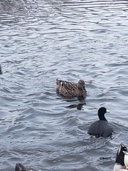 Anas platyrhynchos