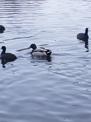 Anas platyrhynchos