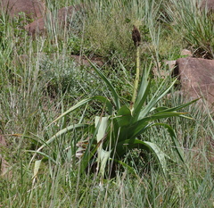 Kniphofia northiae