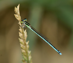 Agriocnemis lacteola